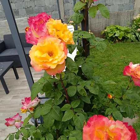 公寓 Dani 波斯托伊纳